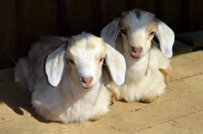 Kiko goats from BF Farm Kunekune Pigs livestock history and pasture management lessons