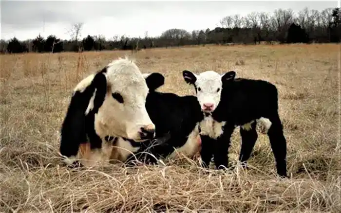 Black Hereford cattle raised on grass at BF Farm Kunekune Pigs in Huggins Missouri