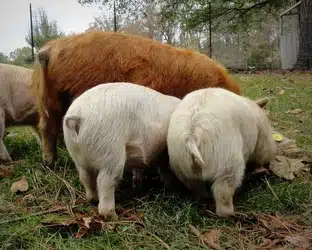 How We Got Started with Kunekune Pigs at BF Farm Kunekune Pigs