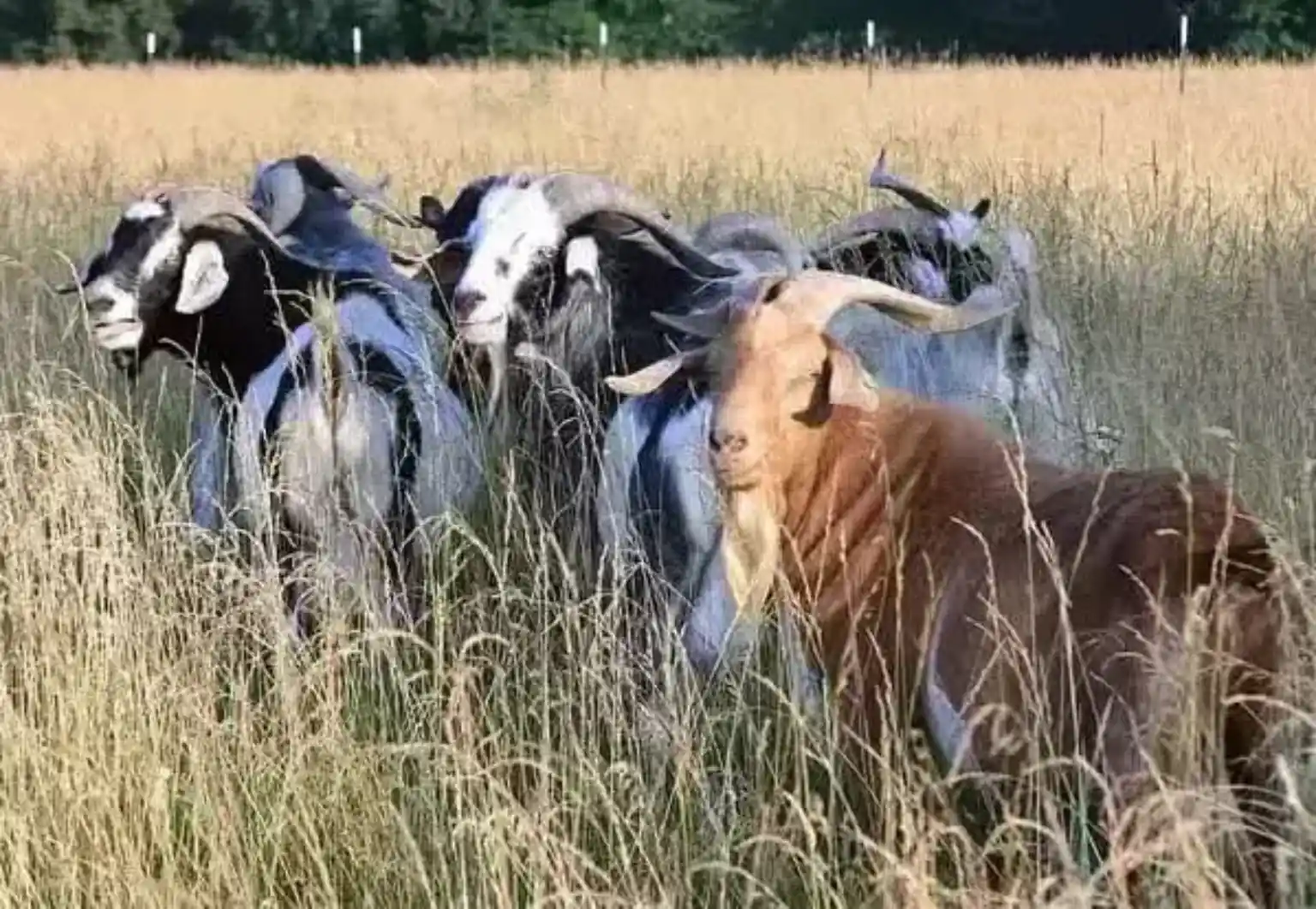Kiko Goats: Pros and Cons for Homesteads and Small Farms at BF Farm Kunekune Pigs
