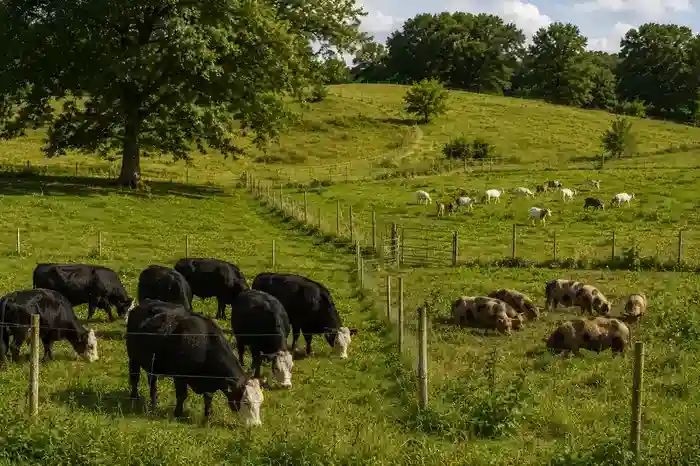 Rotational Grazing at BF Farm Kunekune Pigs: Letting the Animals Work With the Land at BF Farm Kunekune Pigs