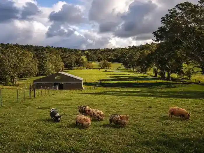 FarmLife at BF Farm Kunekune Pigs story from Georgia to Missouri