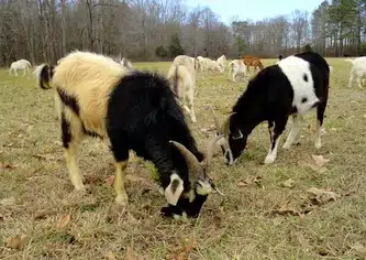 Why Kiko Goats Work Better in Wet Climates at BF Farm Kunekune Pigs